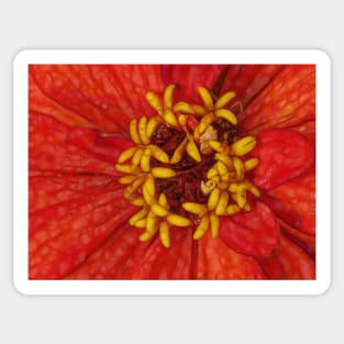 zinnia flower bloom in red and orange floral fantasy Sticker